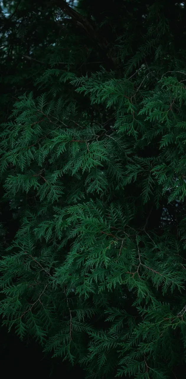 Lush Pines