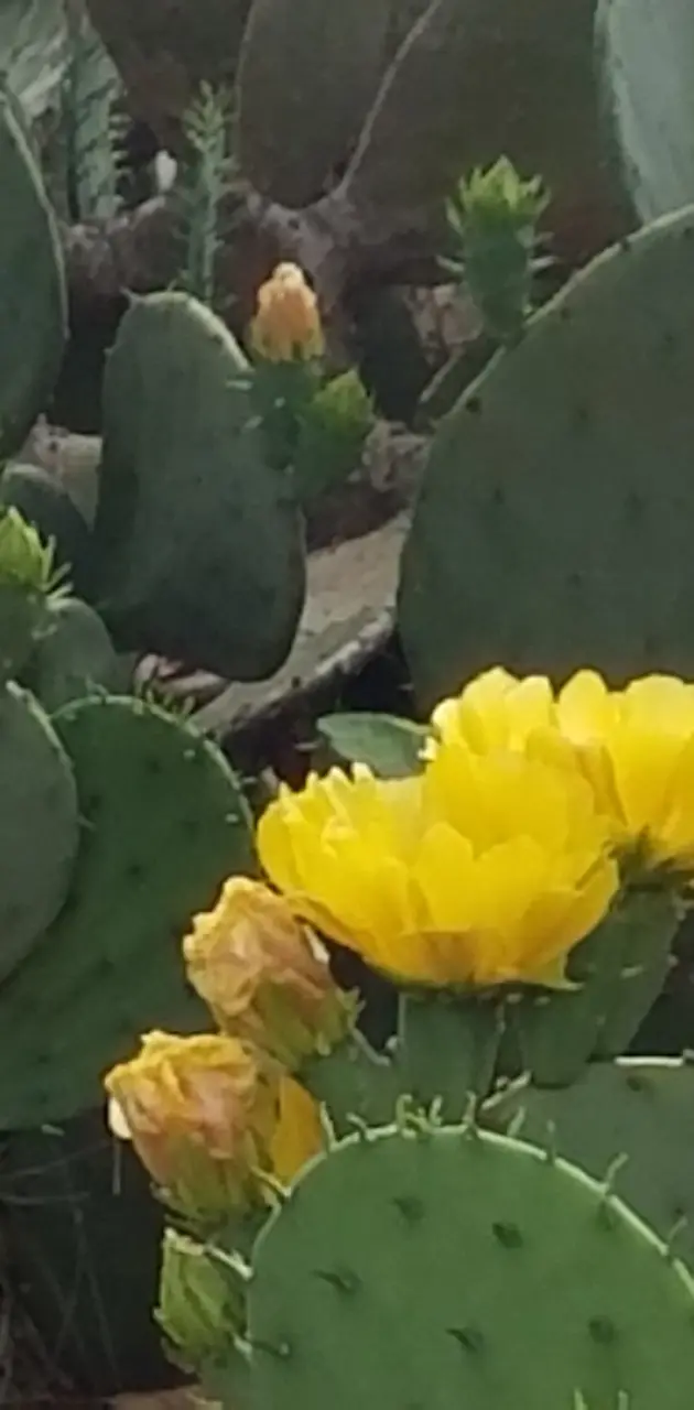 Cactus in front