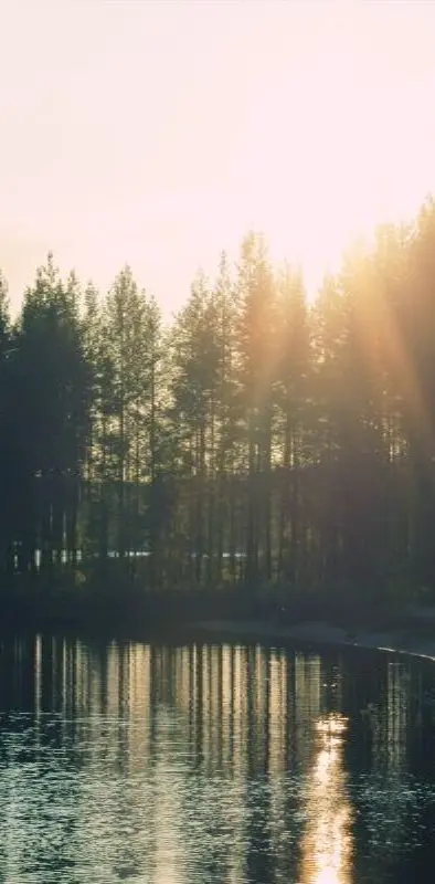 Lake Sunrise Trees