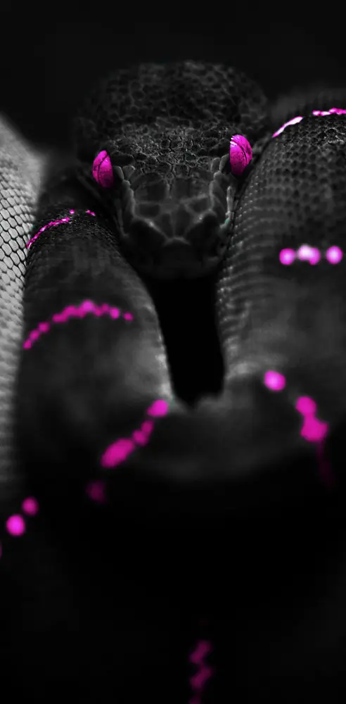 Hd Purple Snake