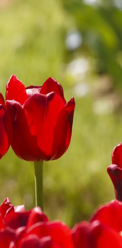 Plant Tulip Flower