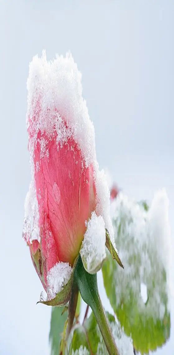 Frozen   Rose