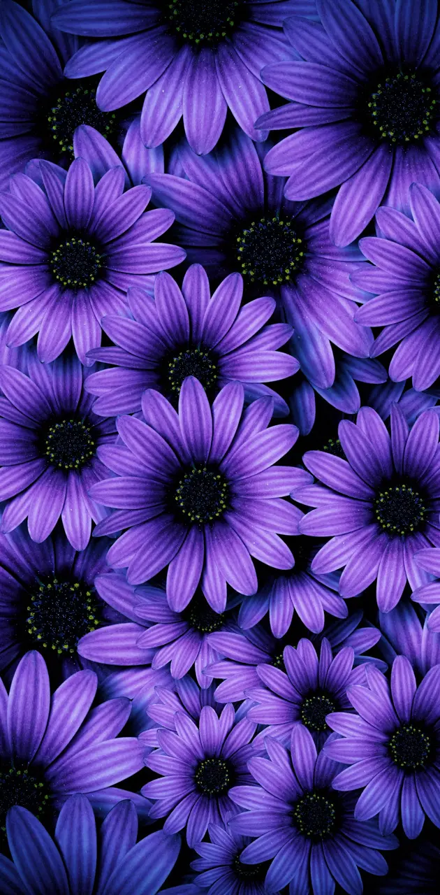 purple daisy wallpaper