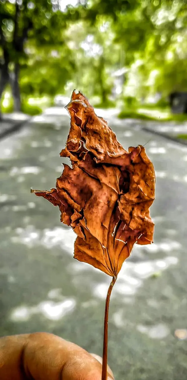 Dry leaf nature