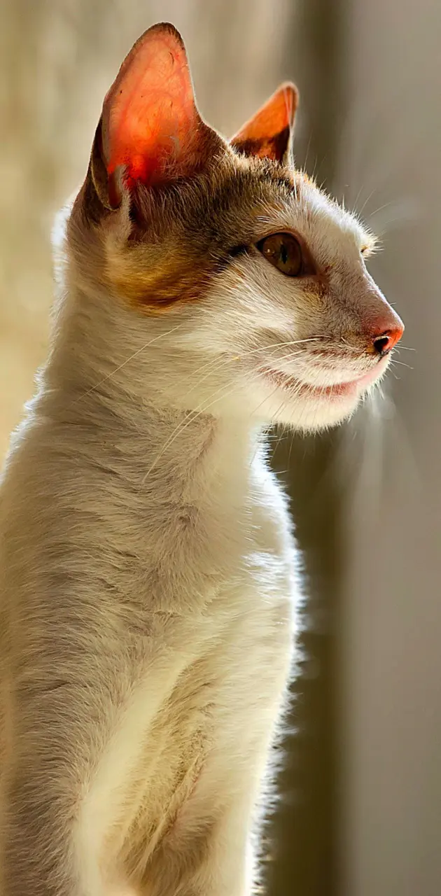 Cat portrait 