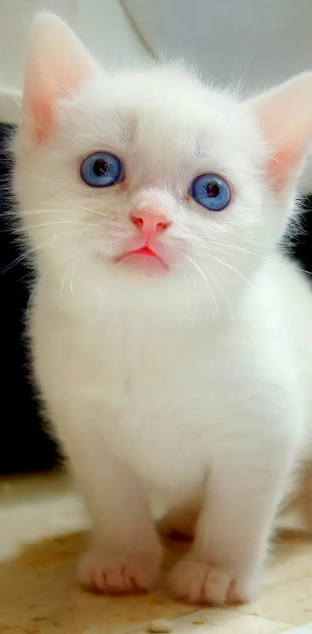 Innocent Blu Kitty