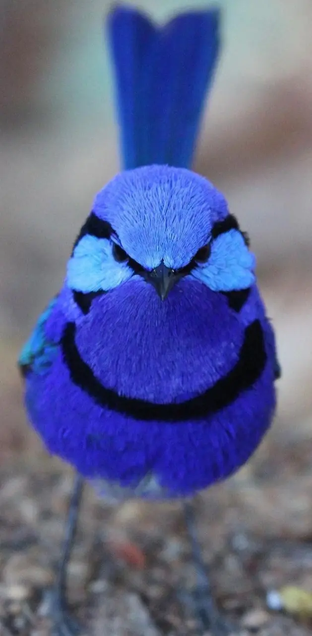 blue berry bird