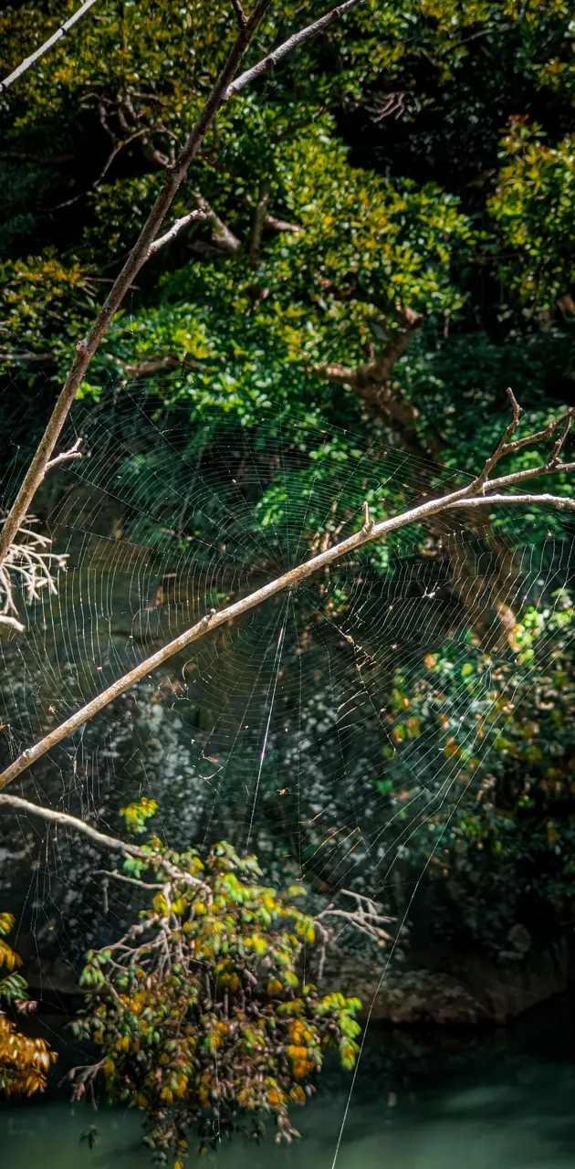 Web forest 