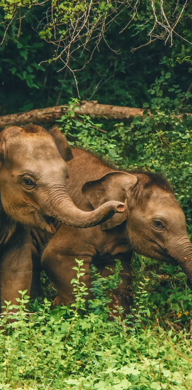 Happy Elephant Cubs