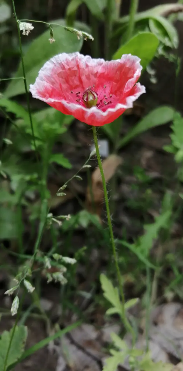 Alone Flower