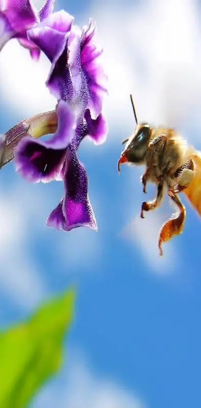 Hd Bee On Flower