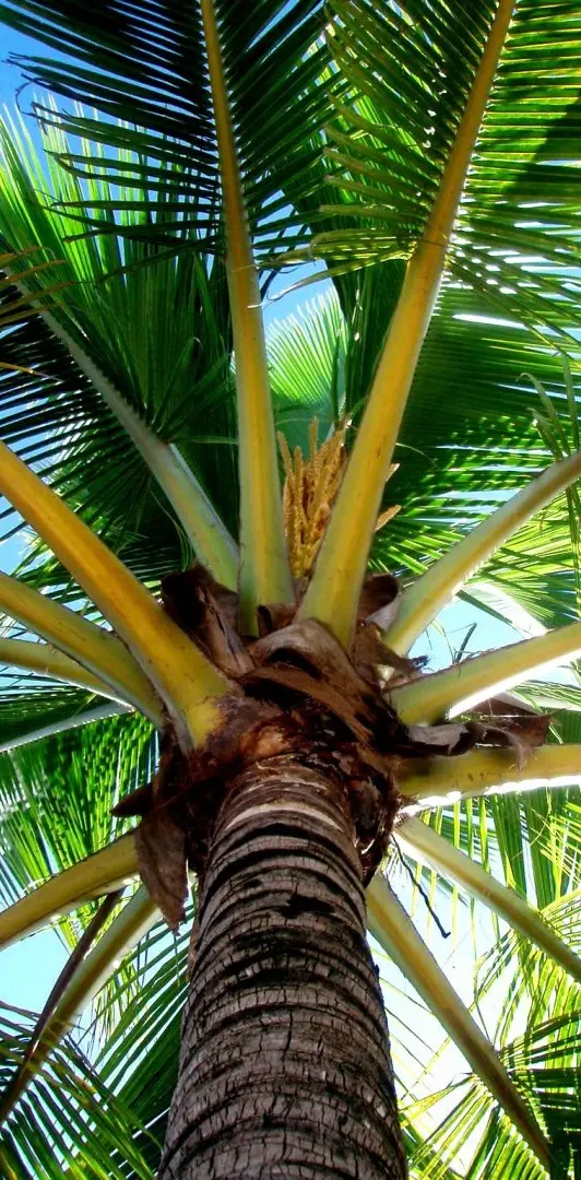 Palmtree HD