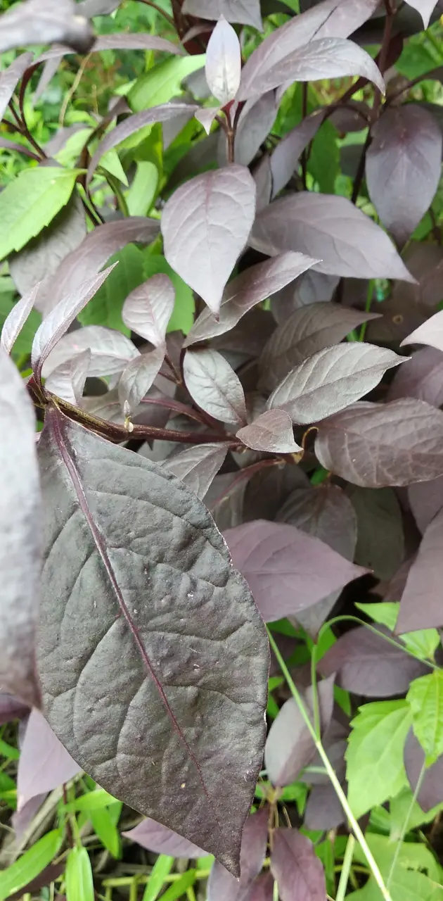 Violet leaf