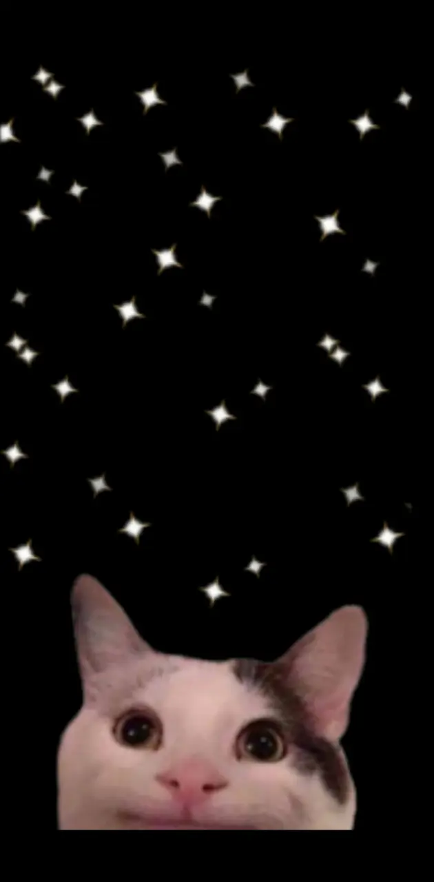 Beluga cat IRL wallpaper by ChargingBoi1 - Download on ZEDGE™