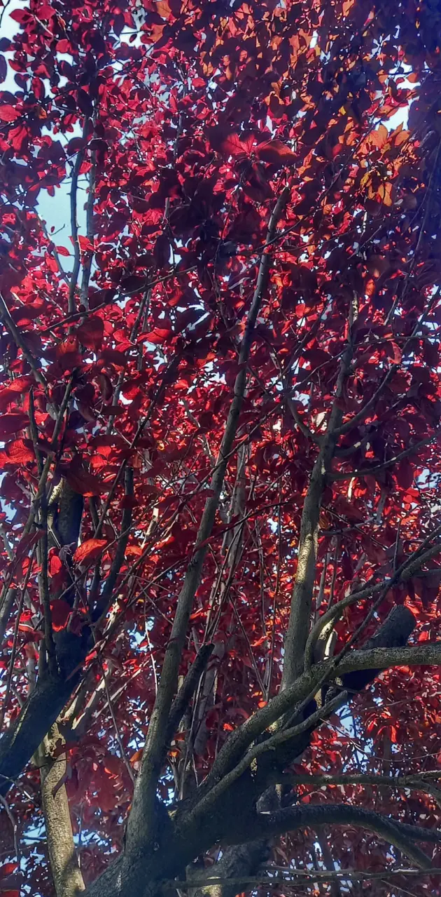 Red Leaf Tree