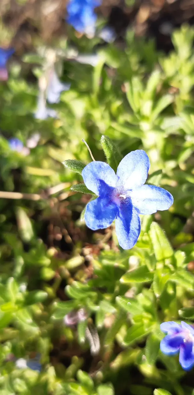 Blue Flower Patch