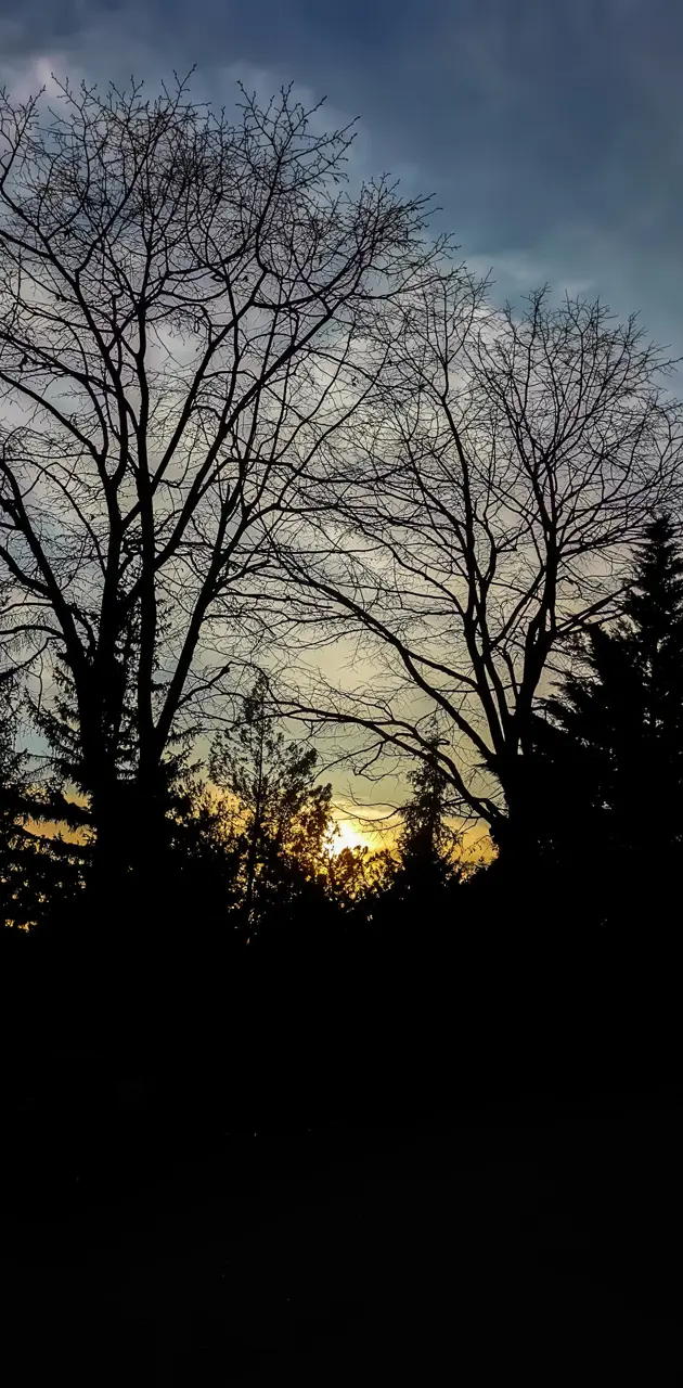 SunsetTrees