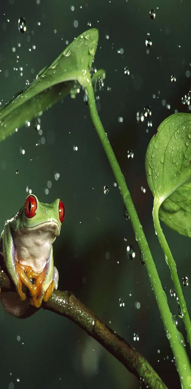 Rainy night frog