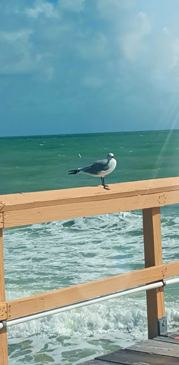 Seagull pic I took