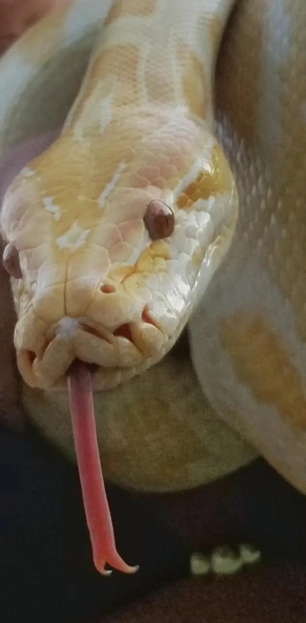Snake taste