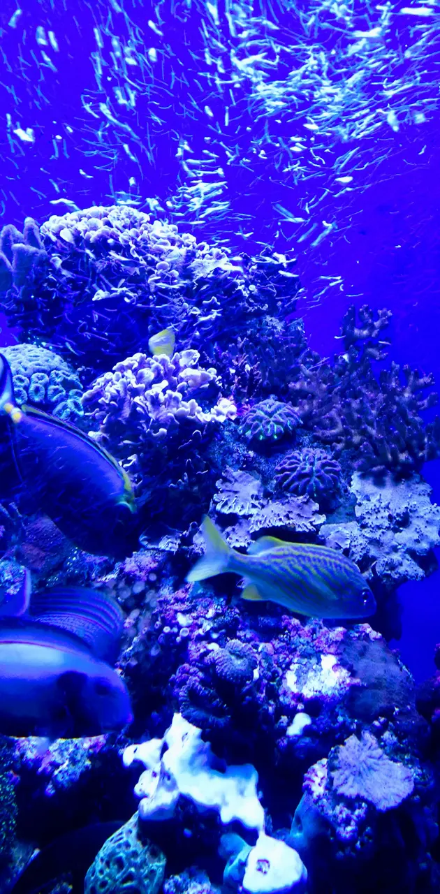 Blue aquarium