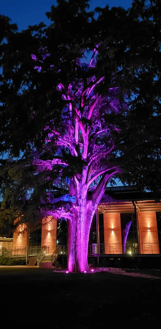 Tree at Night