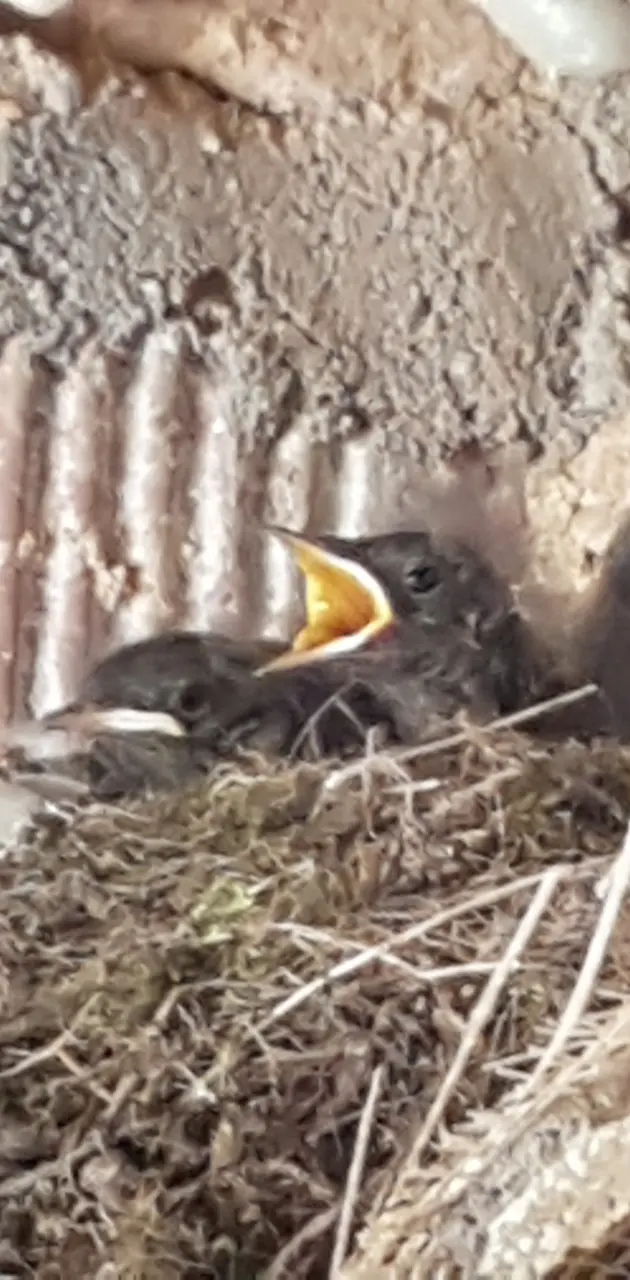 litlle birds 5may16