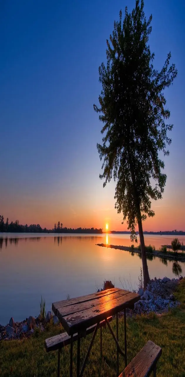 Lake sunset tree