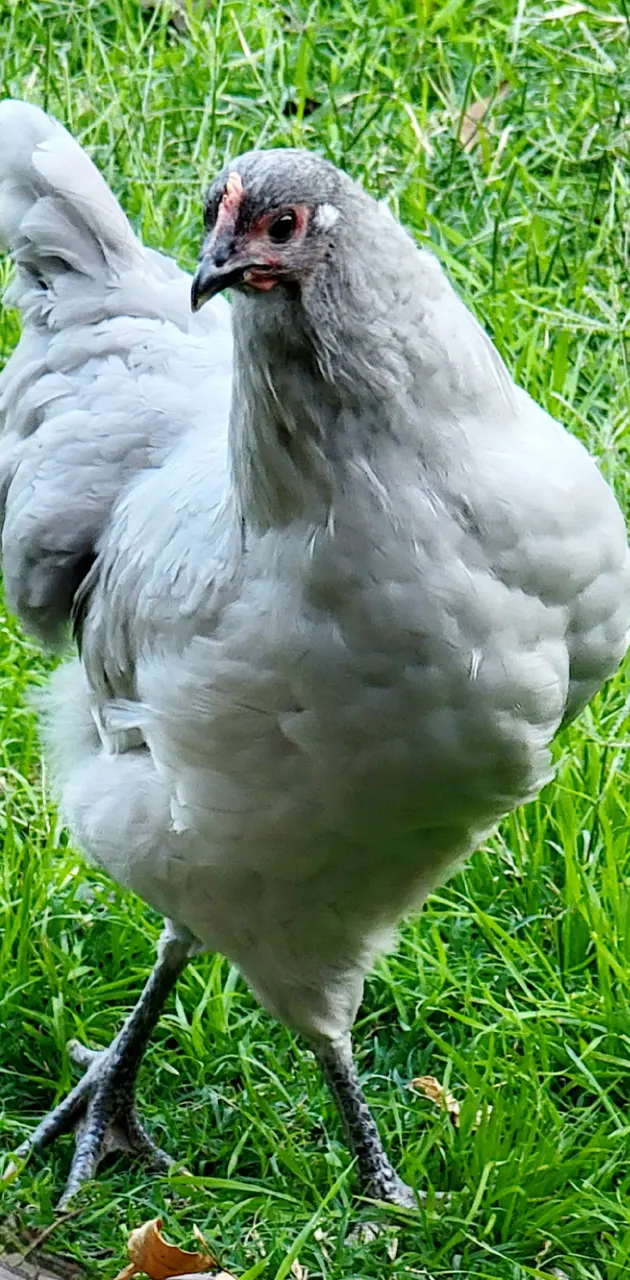 Grey Chicken