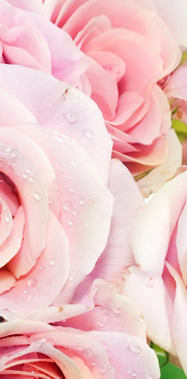 Pink Roses Close Up