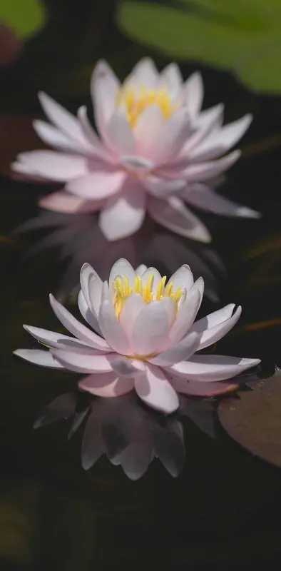 Water Lily In Pond