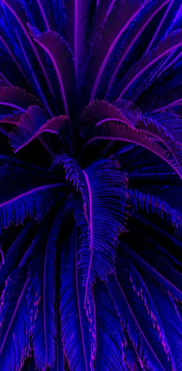 aesthetic palm