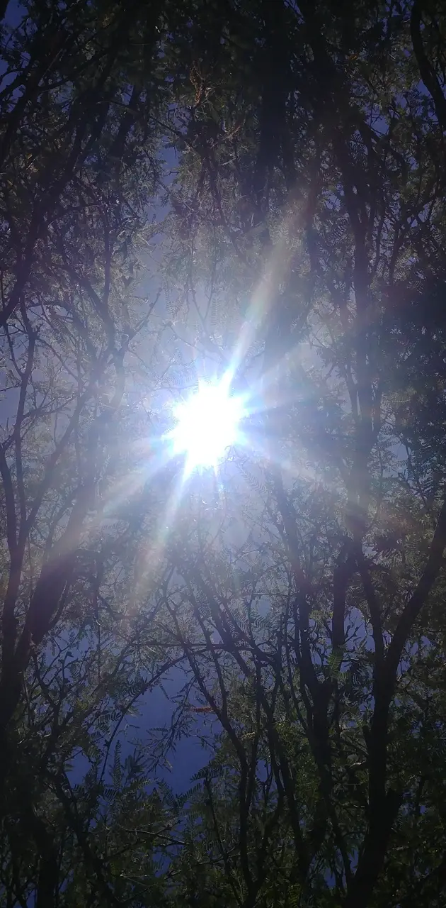 Sun through the tree