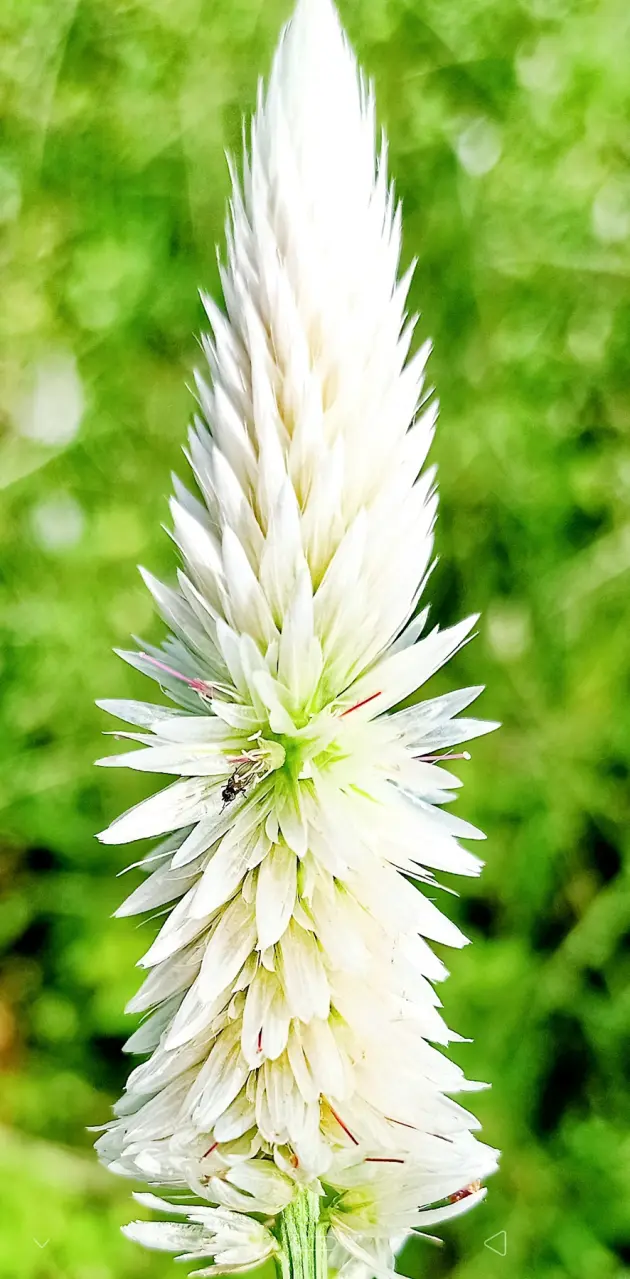 Seedling Flower