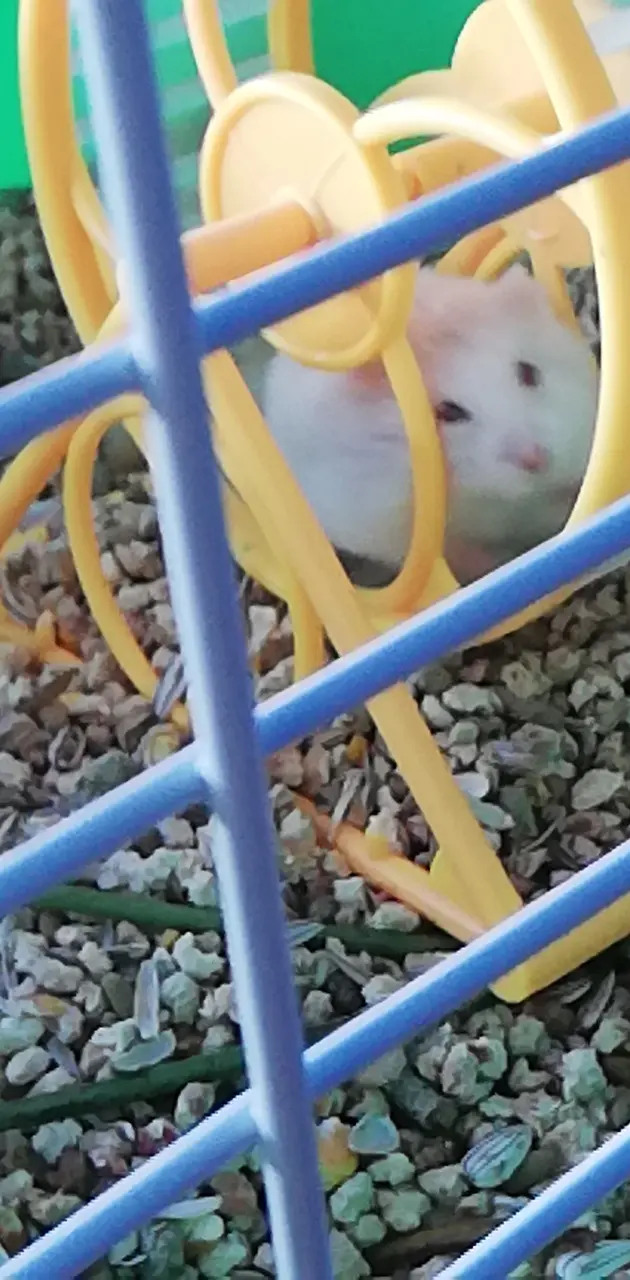 Hamster en su rueda