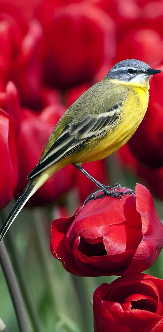 Bird and Tulip