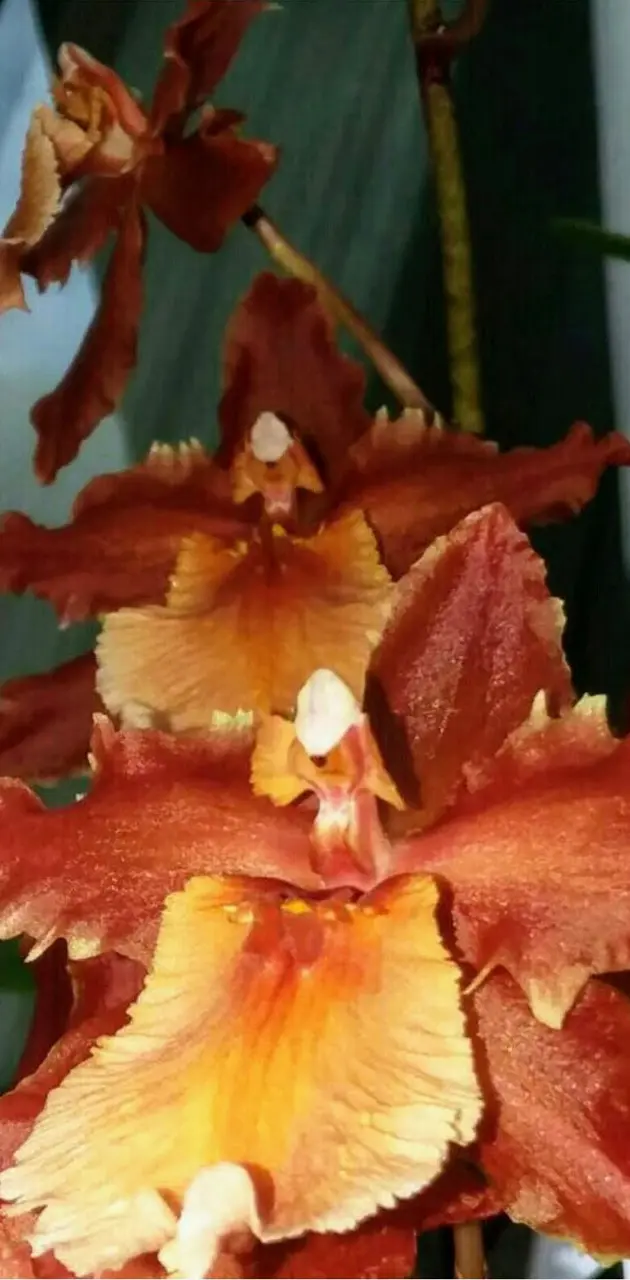 Pretty Orange flower