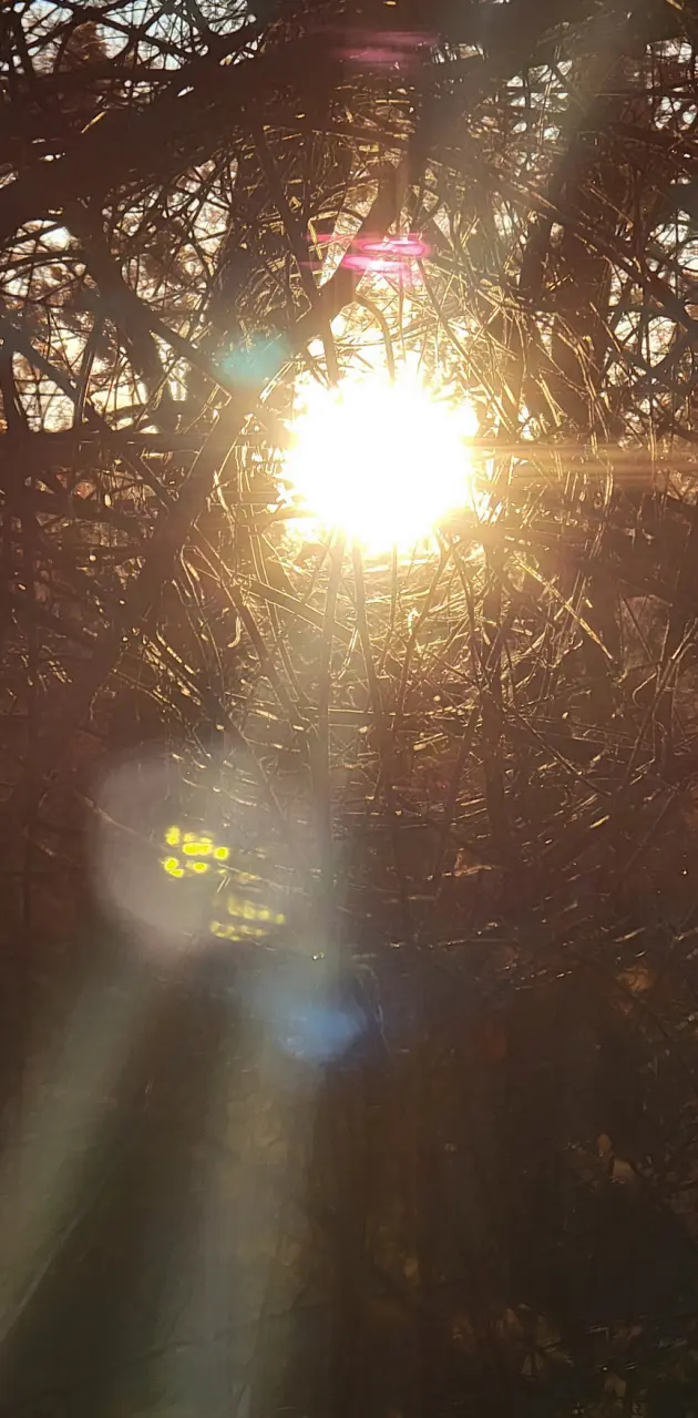 Sun through the trees 