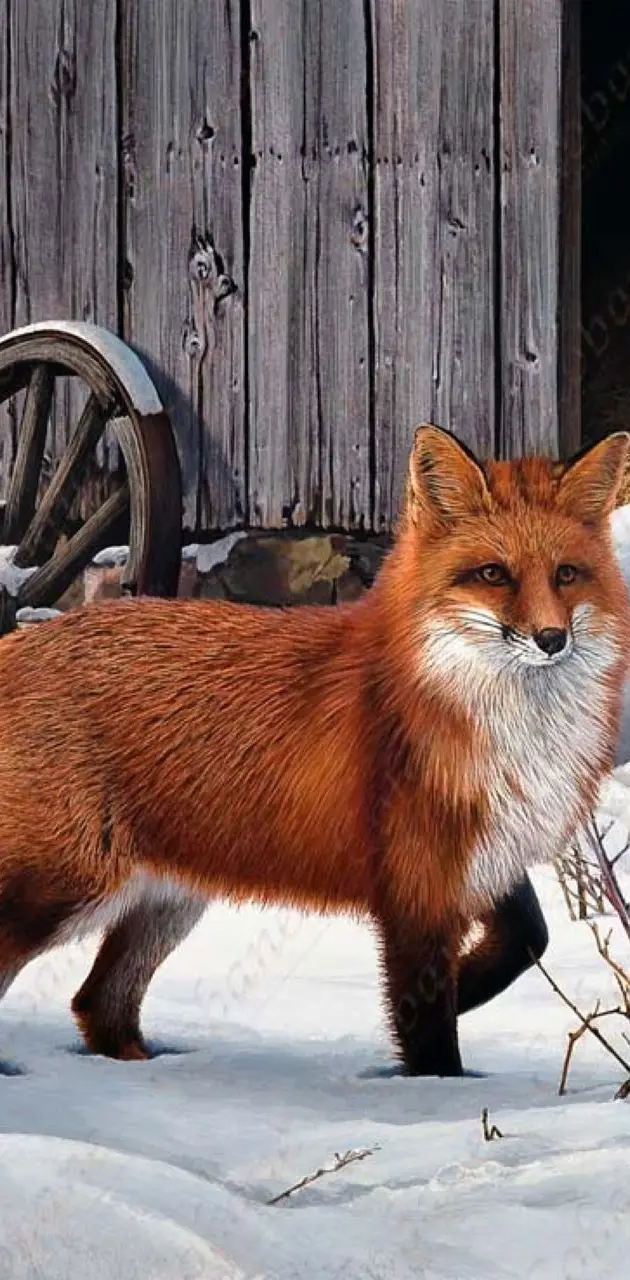 Red winter fox
