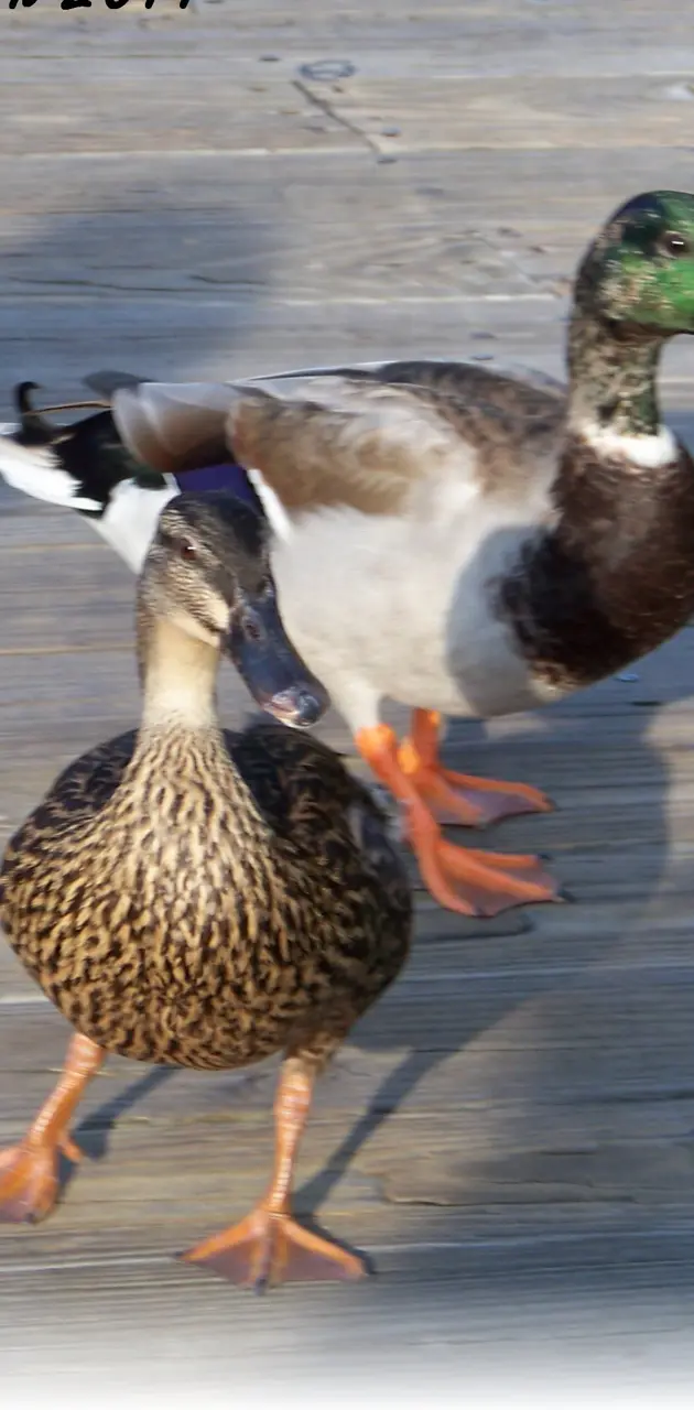 2011 Ducks