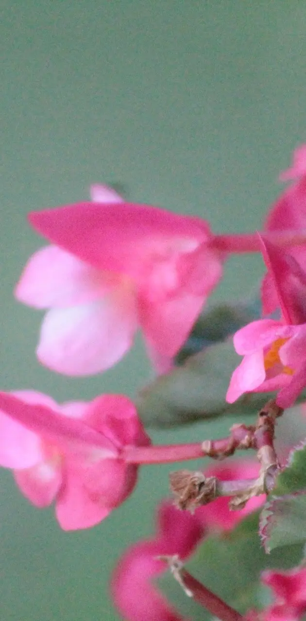 Beautiful Begonias 