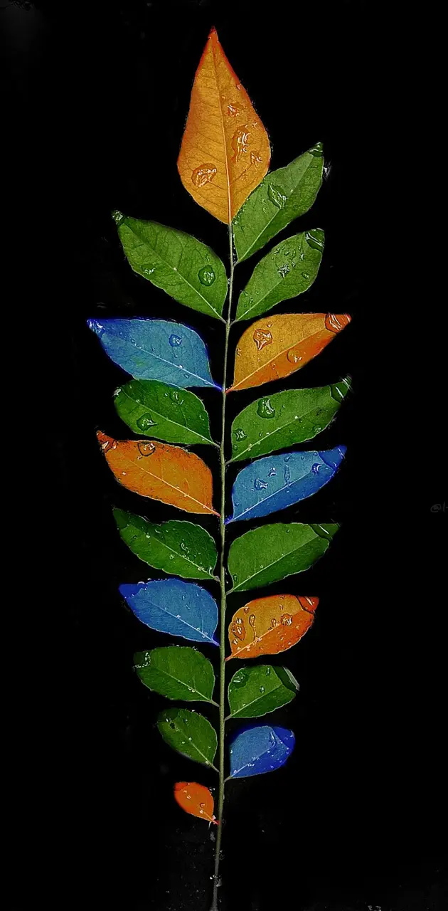 Colour leaf