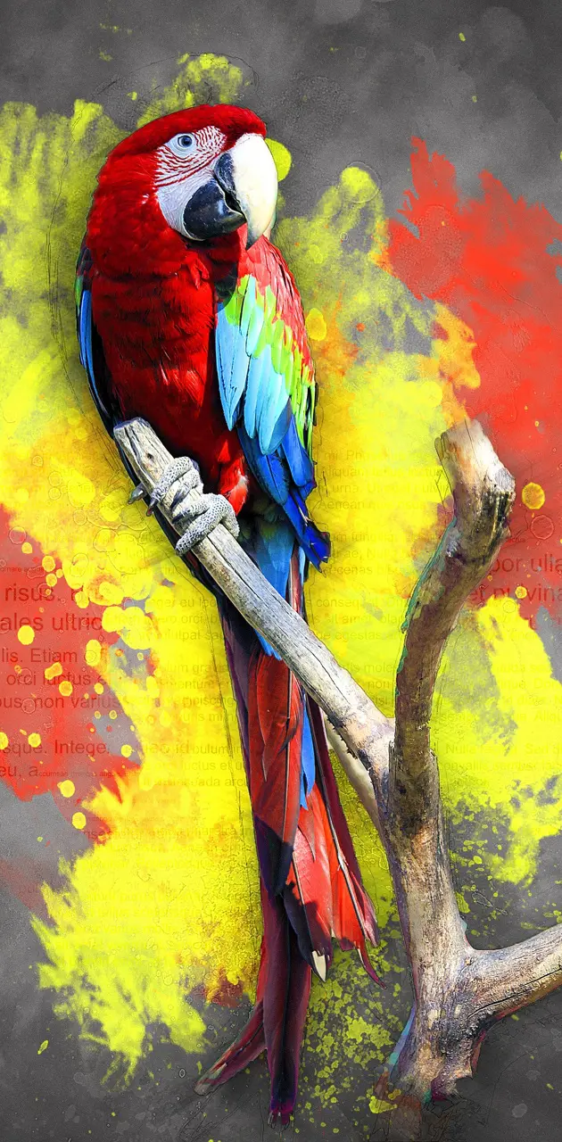 Parrot colourful