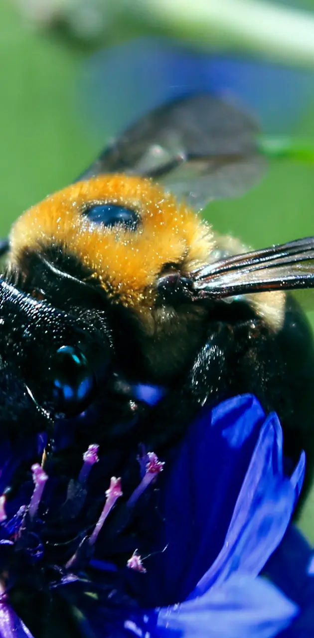 Bee getting pollen