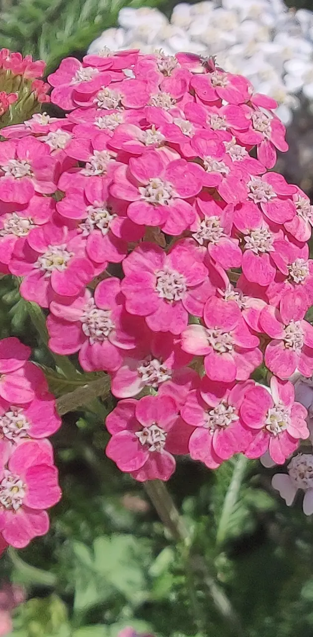 Whiteandpink flower 