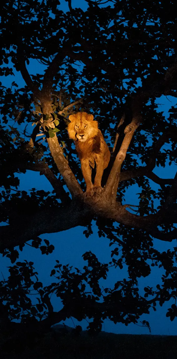 A King On Tree