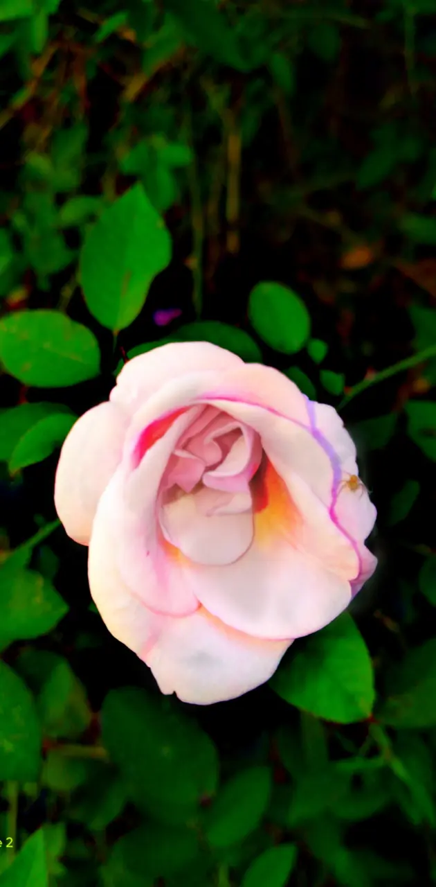 Cool looking rose