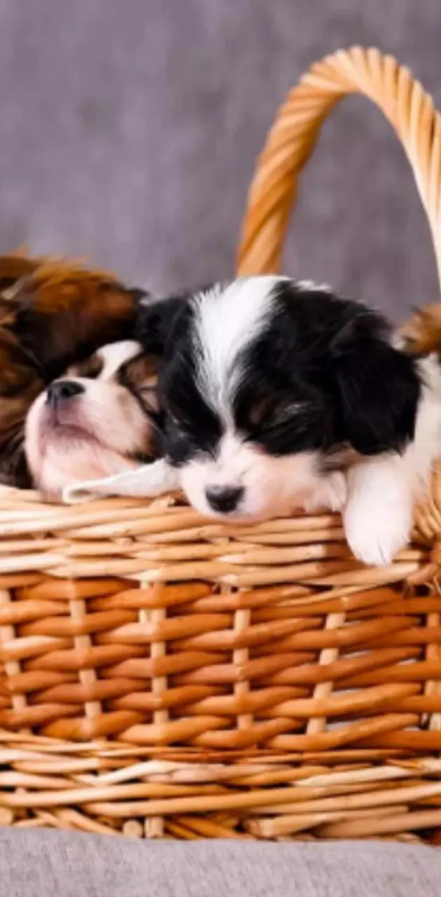 Lovely puppies        