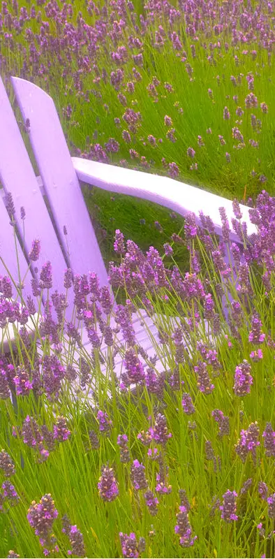 Lavender Field Chair