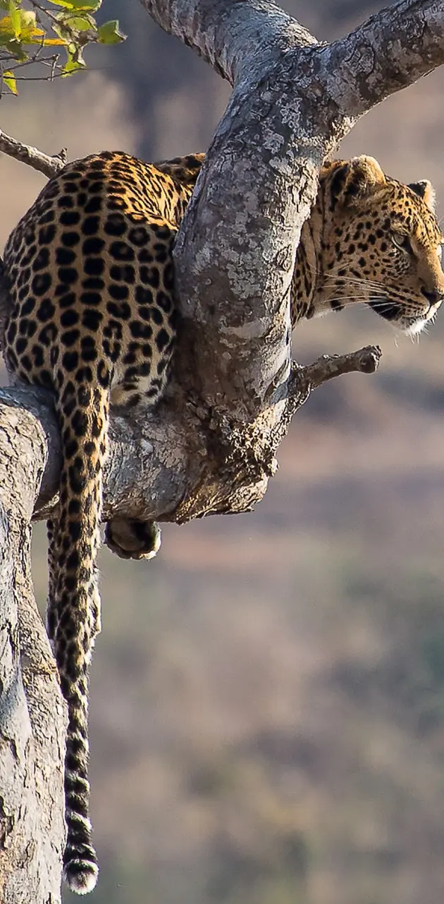 Jaguar on the tree